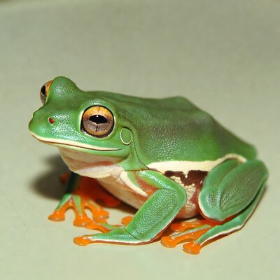 Green tree frog on white surface
