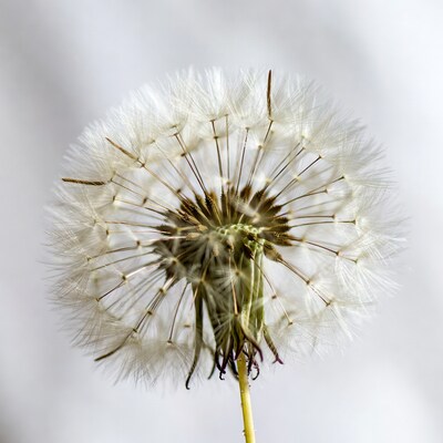 White dandelion seed head