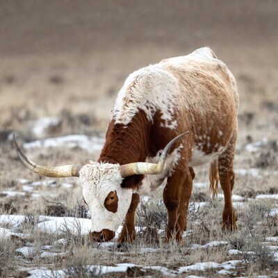 Longhorn cow grazing snowy field