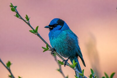Blue bird perched on branch