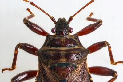 Close up of brown bug head