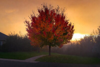 Autumn tree at sunset