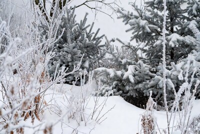 Snowy Winter Forest Landscape