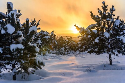Snowy pine trees at sunset