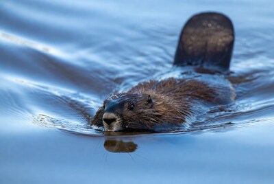 Beaver swimming in blue water
