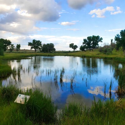 Pond in grassy field with trees