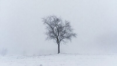 Bare tree in snowy fog