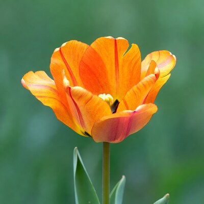 Orange tulip flower close up