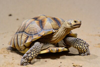 Tortoise walking on sand