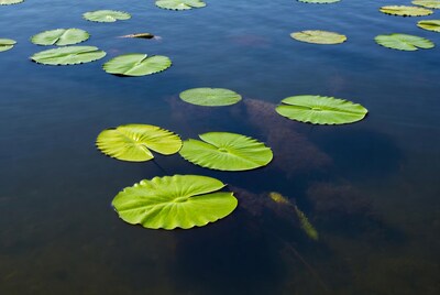 Green lily pads on water