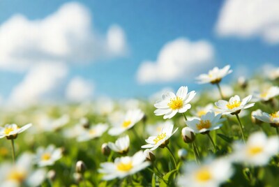 White flowers in green field