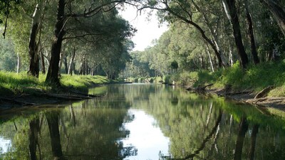 Calm river in forest