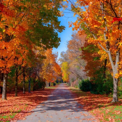 Autumn Path with Colorful Leaves