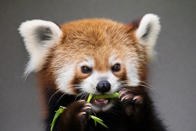 Red panda eating bamboo