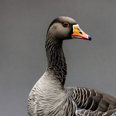 Goose with colorful beak