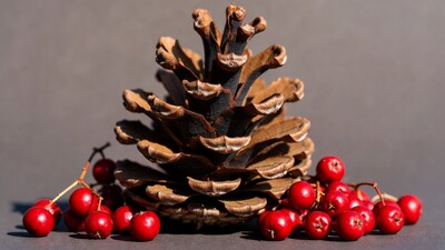 Pinecone with red berries