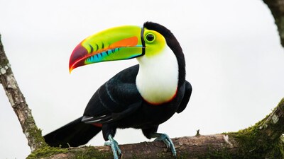 Colorful Toucan on Tree Branch