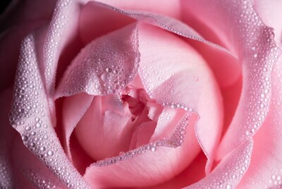 Pink rose with water droplets