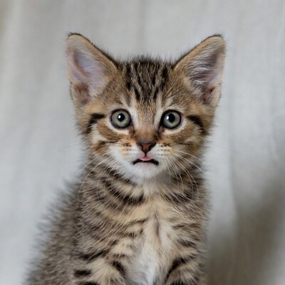 Tabby kitten looking at camera