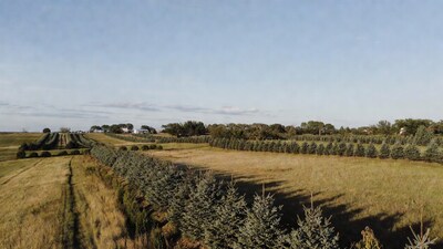 Christmas tree farm landscape
