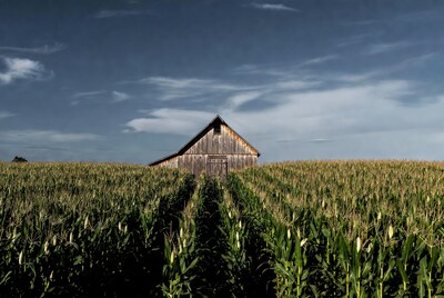 Wooden barn in cornfield