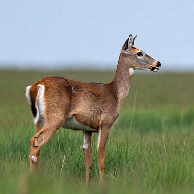 Deer standing in green field