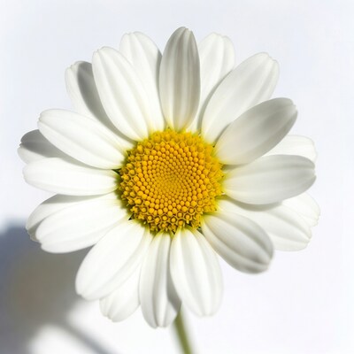 White Daisy Flower Close Up