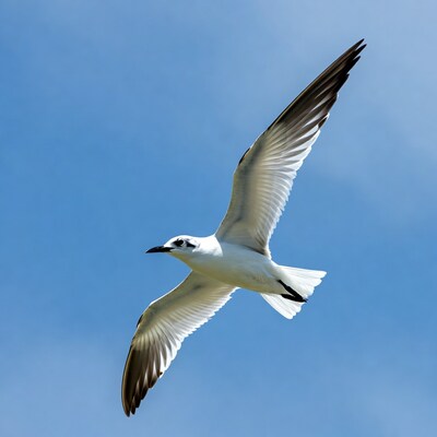 White bird flying in blue sky
