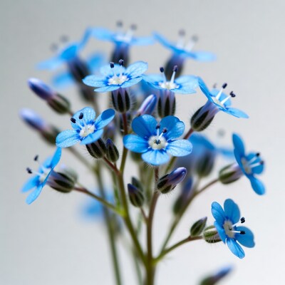 Blue flowers with white centers