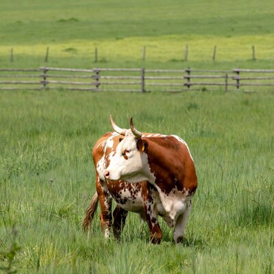 Brown and white cow in field