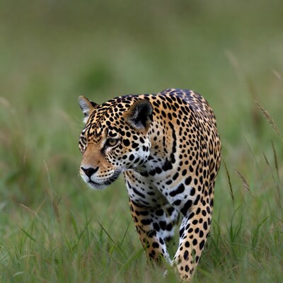 Jaguar walking in tall grass