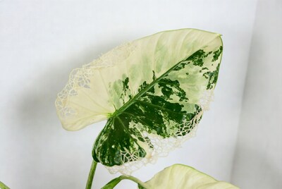 Variegated leaf with lace edges
