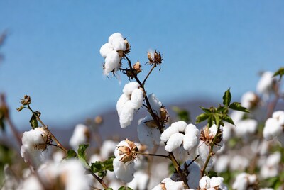 Cotton plants with white bolls