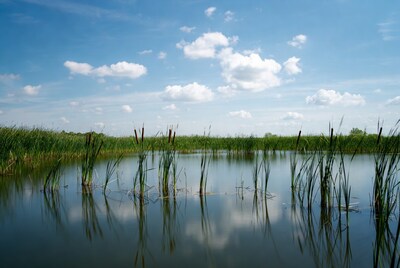 Marshland with tall reeds and water