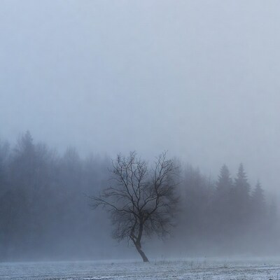 Bare tree in foggy winter landscape