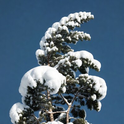 Snow Covered Pine Tree