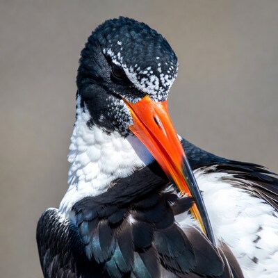 Black and white bird with orange beak