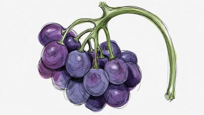 Purple Grapes Bunch Illustration