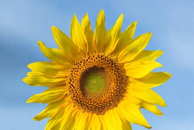 Sunflower against blue sky