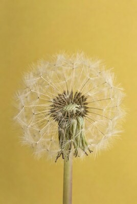 Dandelion seed head on yellow background