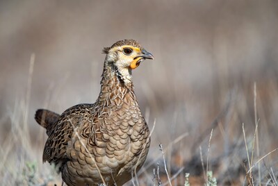 Quail standing in dry grass