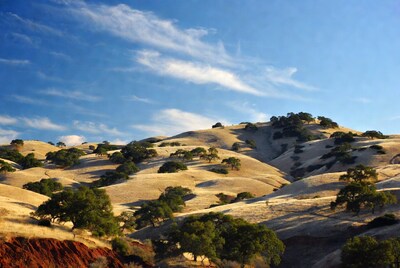 Rolling hills with oak trees