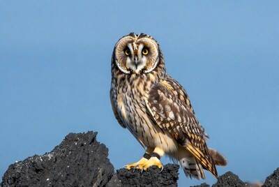 Short eared owl on rock