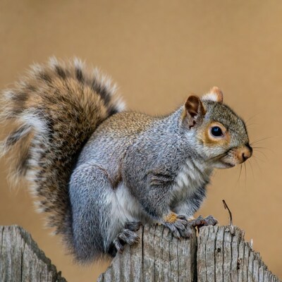 Gray squirrel on wooden post