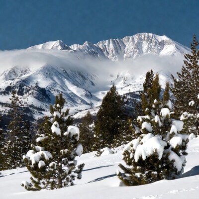 Snowy mountain landscape with pine trees