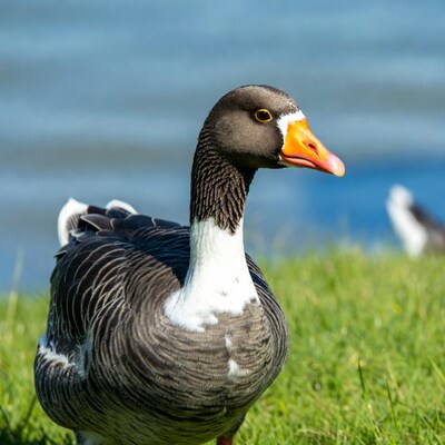 Goose standing in grass