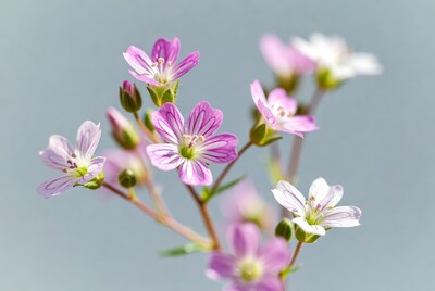 Pink and white wildflowers
