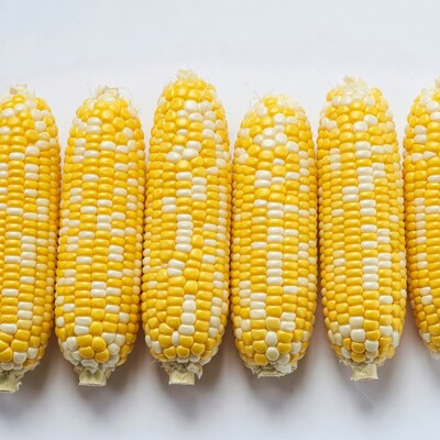 Yellow and white corn cobs