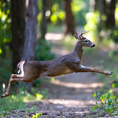 Deer leaping in forest