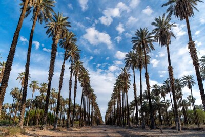 Palm trees lining a desert road